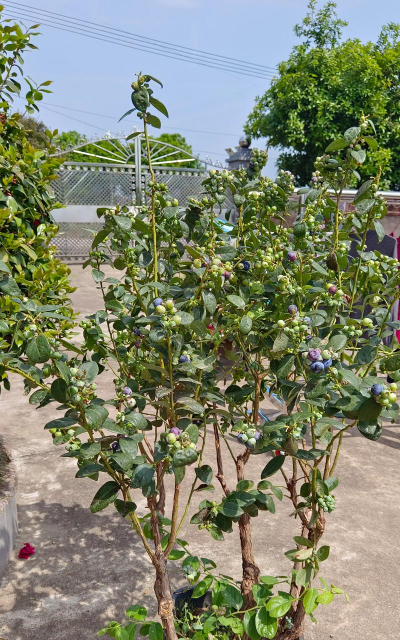 小众送妈妈的花有哪些花