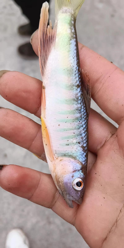 小众送妈妈的花有哪些花