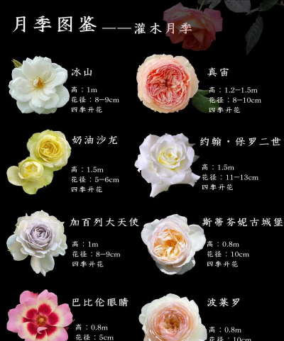 小众送妈妈的花有哪些花