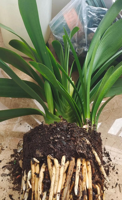 小众送妈妈的花有哪些花