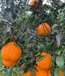 不知火丑橘几月份成熟