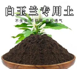 小众送妈妈的花有哪些花