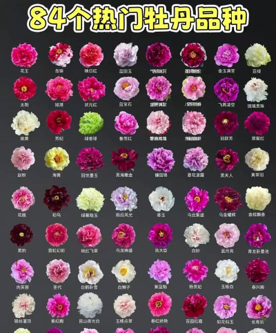 小众送妈妈的花有哪些花