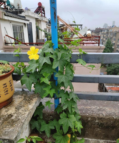 小众送妈妈的花有哪些花