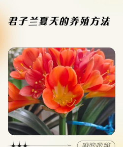 小众送妈妈的花有哪些花