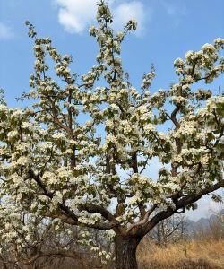小众送妈妈的花有哪些花