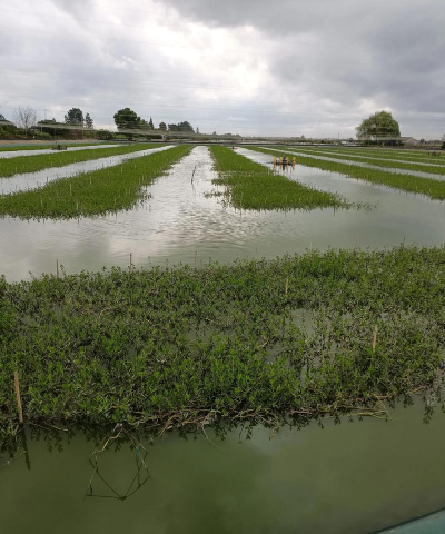 小众送妈妈的花有哪些花