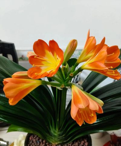 小众送妈妈的花有哪些花