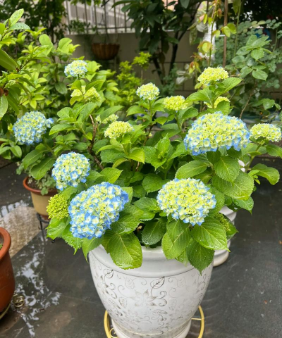 小众送妈妈的花有哪些花