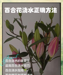 小众送妈妈的花有哪些花