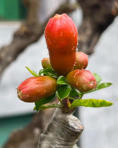 小众送妈妈的花有哪些花