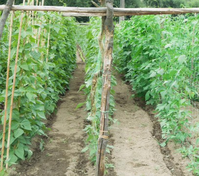 小众送妈妈的花有哪些花