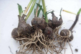 小众送妈妈的花有哪些花