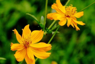 黄秋英的养殖方法和注意事项