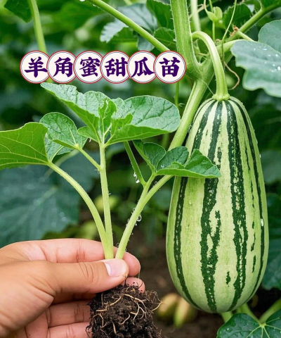 羊角蜜几个叶打头