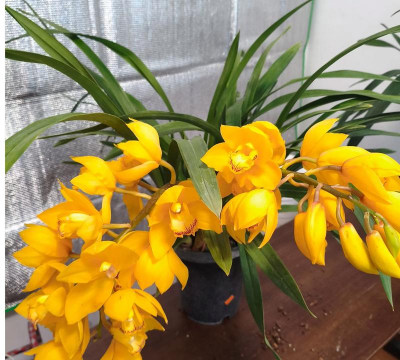 小众送妈妈的花有哪些花