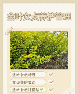 金叶女贞怎么养护