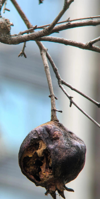 小众送妈妈的花有哪些花