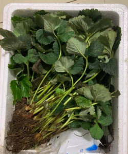 小众送妈妈的花有哪些花