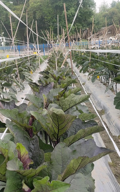 小众送妈妈的花有哪些花