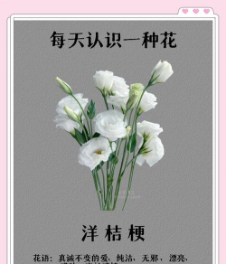 桔梗的花语和传说