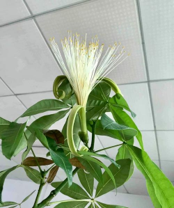 小众送妈妈的花有哪些花