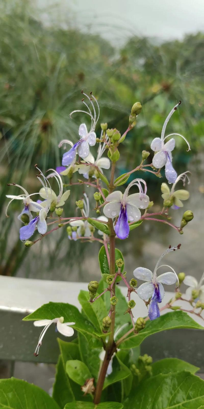 小众送妈妈的花有哪些花