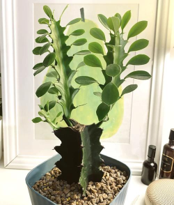 小众送妈妈的花有哪些花