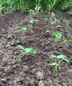 小众送妈妈的花有哪些花