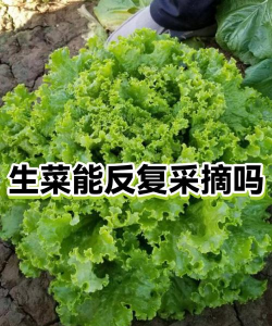 生菜可以反复采摘吗
