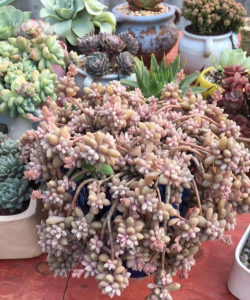 小众送妈妈的花有哪些花