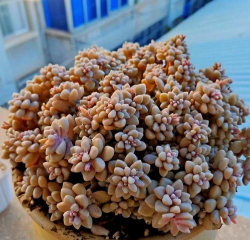 小众送妈妈的花有哪些花