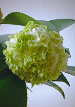 小众送妈妈的花有哪些花