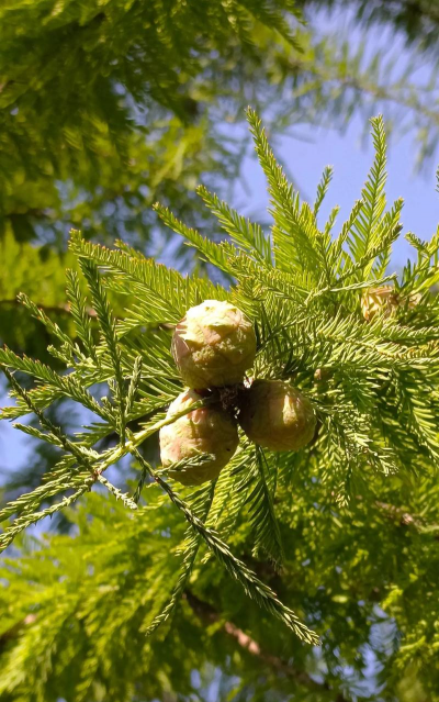 小众送妈妈的花有哪些花