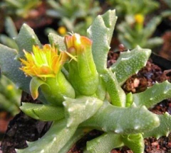 小众送妈妈的花有哪些花