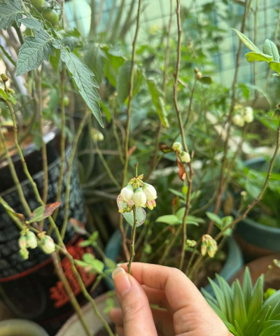 小众送妈妈的花有哪些花