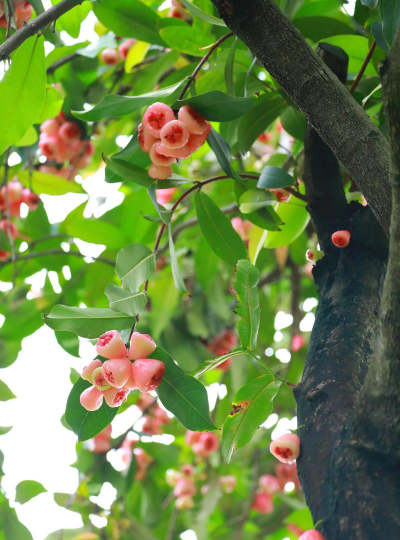 小众送妈妈的花有哪些花