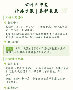 小众送妈妈的花有哪些花