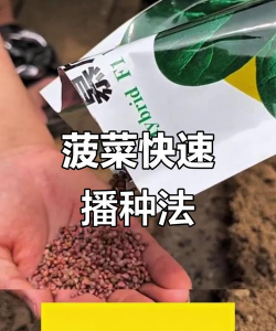 菠菜种子播种前要泡吗