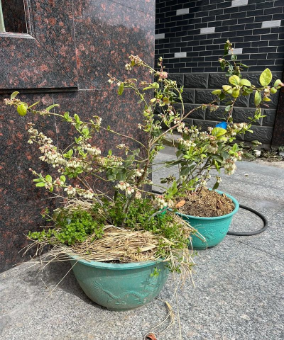 小众送妈妈的花有哪些花