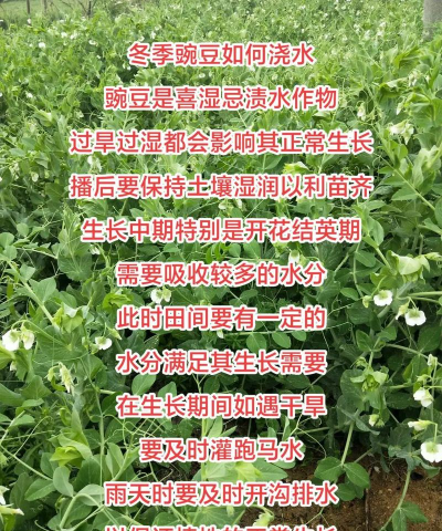 豌豆什么时间浇水好