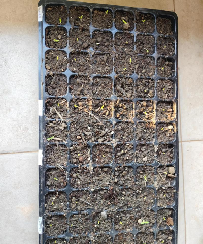 小众送妈妈的花有哪些花