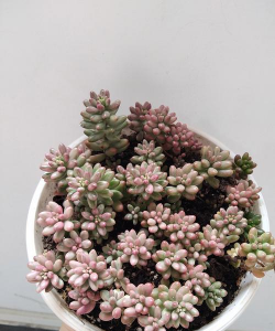 小众送妈妈的花有哪些花