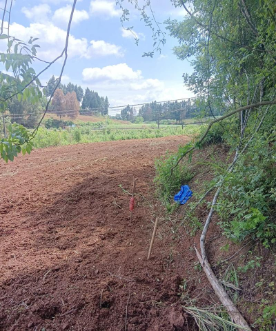 小众送妈妈的花有哪些花