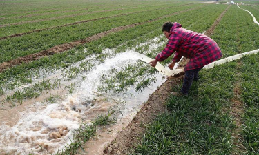 河北小麦返青水何时浇