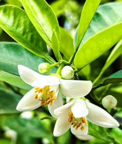 小众送妈妈的花有哪些花