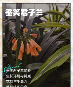 小众送妈妈的花有哪些花