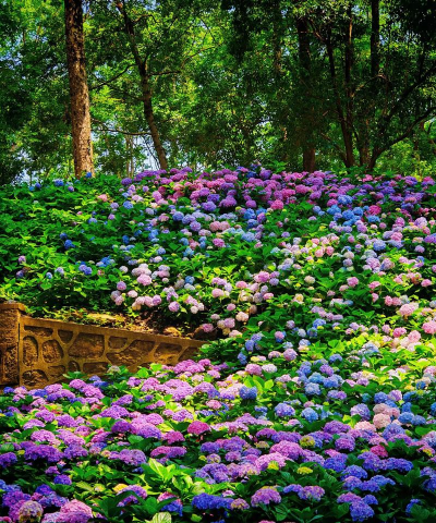 小众送妈妈的花有哪些花