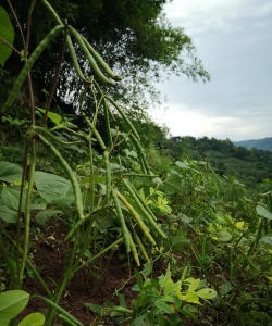 小众送妈妈的花有哪些花