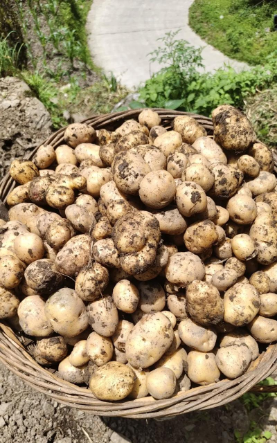 小众送妈妈的花有哪些花